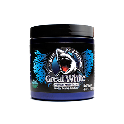 great white