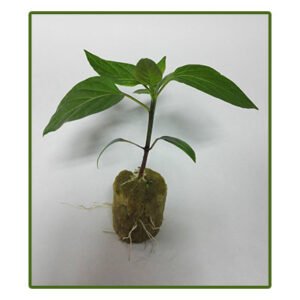 საჩითილე ქვაბამბა • rockwool seedling 1pc