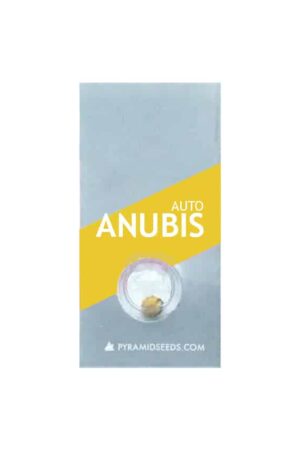 ANUBIS AUTO