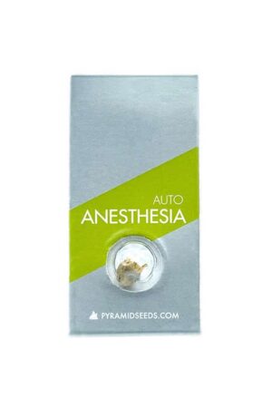 Anesthesia AUTO