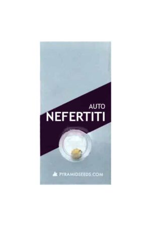 NEFERTITI AUTO