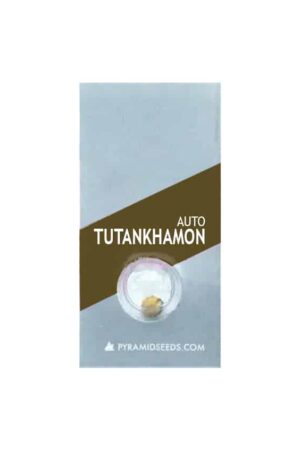 TUTANKHAMON AUTO