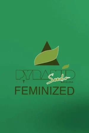 PYRAMID SEEDS FEMINIZED