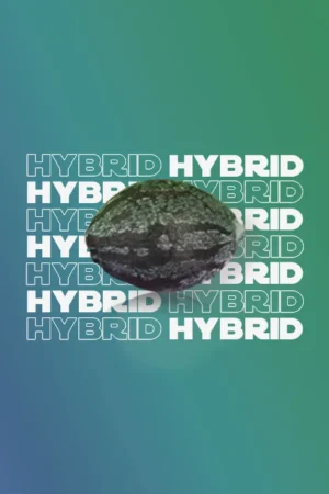 Hybrid 50/50