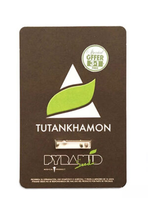 tutankhamon 3+1