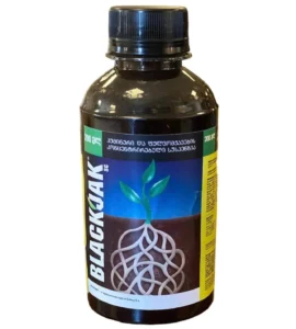 BLACKJAK – ბლექჯეკი