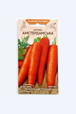 სტაფილოს თესლი Amsterdamskaya